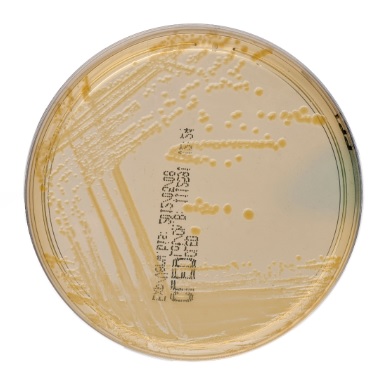 C.L.E.D.-Agar 10 Platten