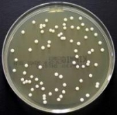 Kimmig Nährboden 10 Platten Kimmig Nährboden 10 Platten