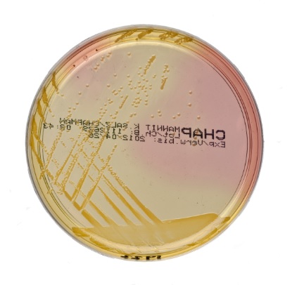 Mannit-Kochsalz-Agar 10 Platten