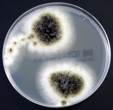 Sabouraud-Glucose-NB+Chloramphenicol+Gentamicin 10 Platten Sabouraud-Glucose-NB+Chloramphenicol+Gentamicin 10 Platten