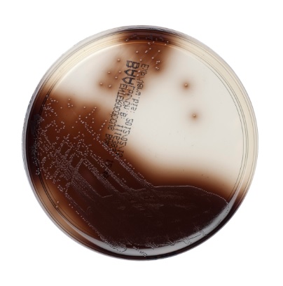Enterococcus Selektivnährboden (BBA) 10 Platten